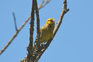 Geographic differences in the song of the island canary