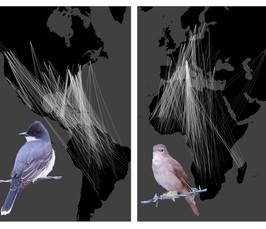 <i>Will Cresswell, University of St. Andrews</i>: Connectivity in migrant birds and its implications for their population dynamics and conservation in a changing world