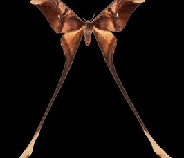 <i>Jesse Barber, Boise State University: </i>The sensory ecology of bat-insect interactions<i></i> 